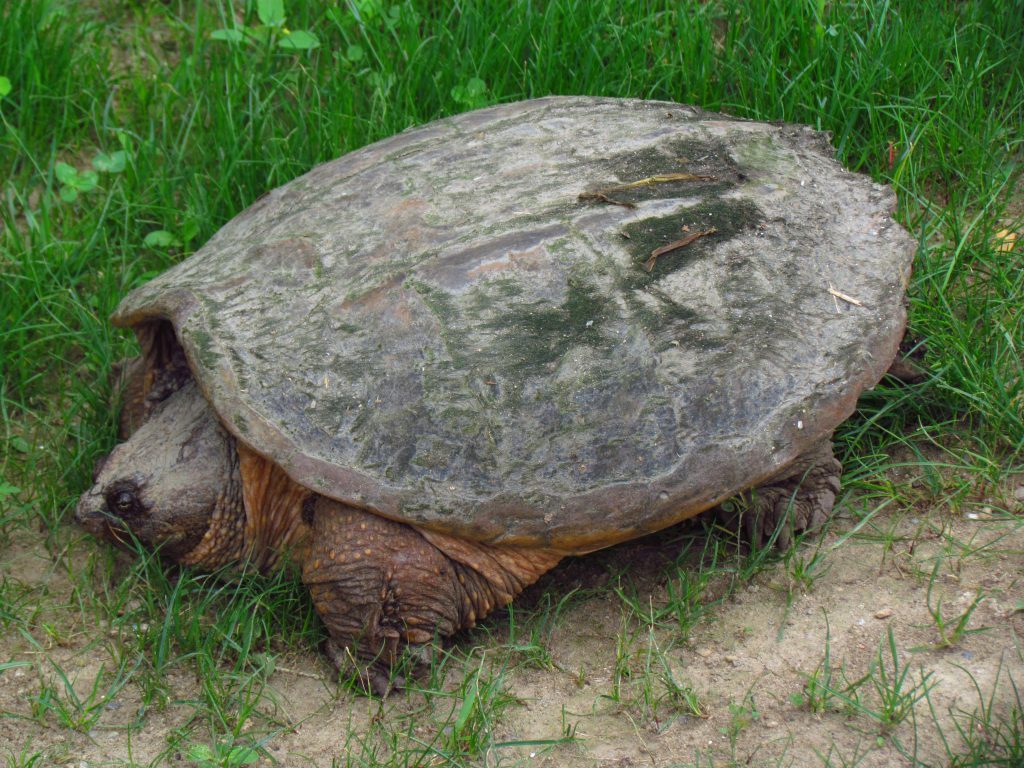 Common_Snapping_Turtle