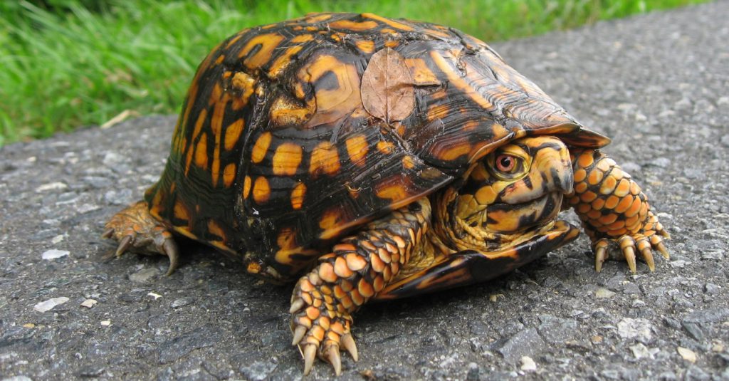 Cover_box_turtle