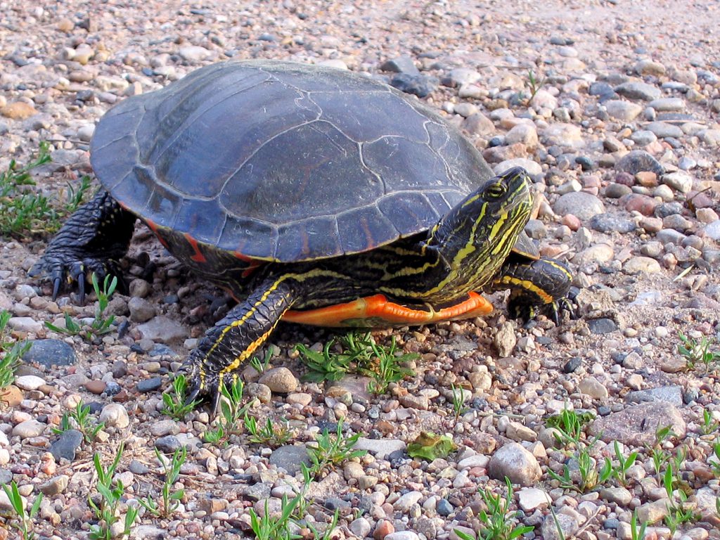 Painted_Turtle_(14541060047)