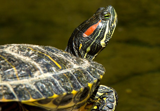 red-eared-slider