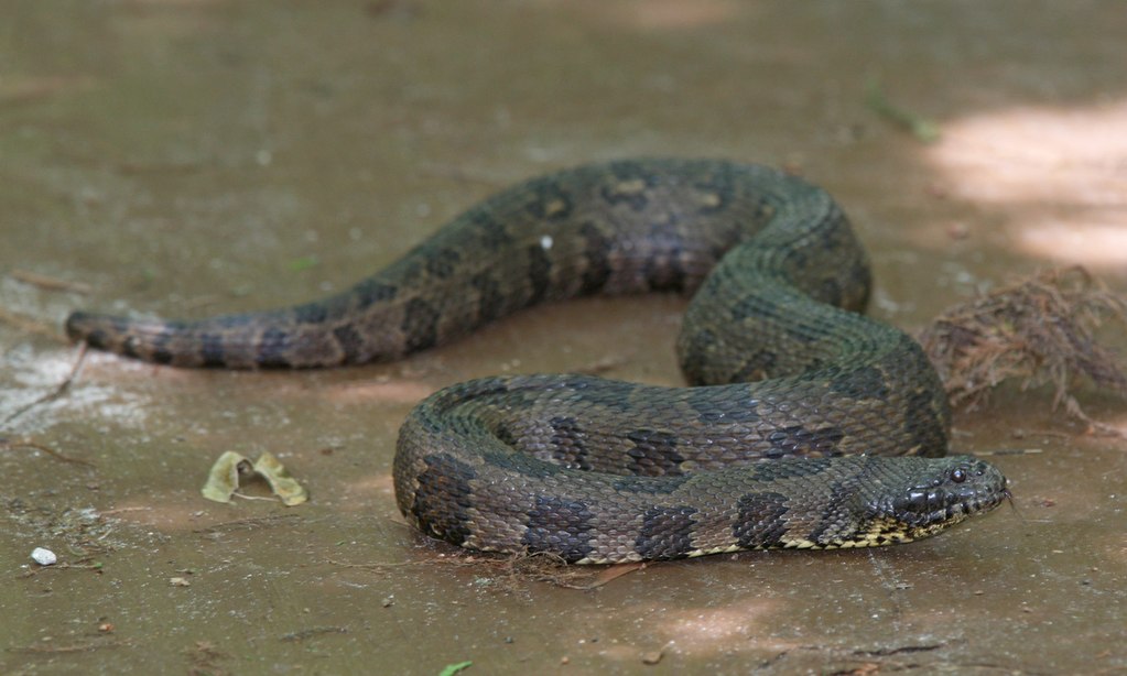 brown water snake