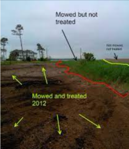 Phragmites Treatment Comparison