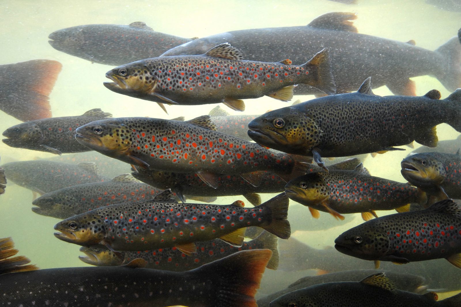 Fisheries Management: Top 5 Reasons to Stock Rainbow Trout