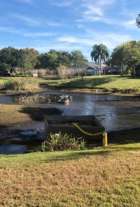 Residential pond with low water levels, exposed sediment, wading birds, and a stormwater drainage structure in the foreground.