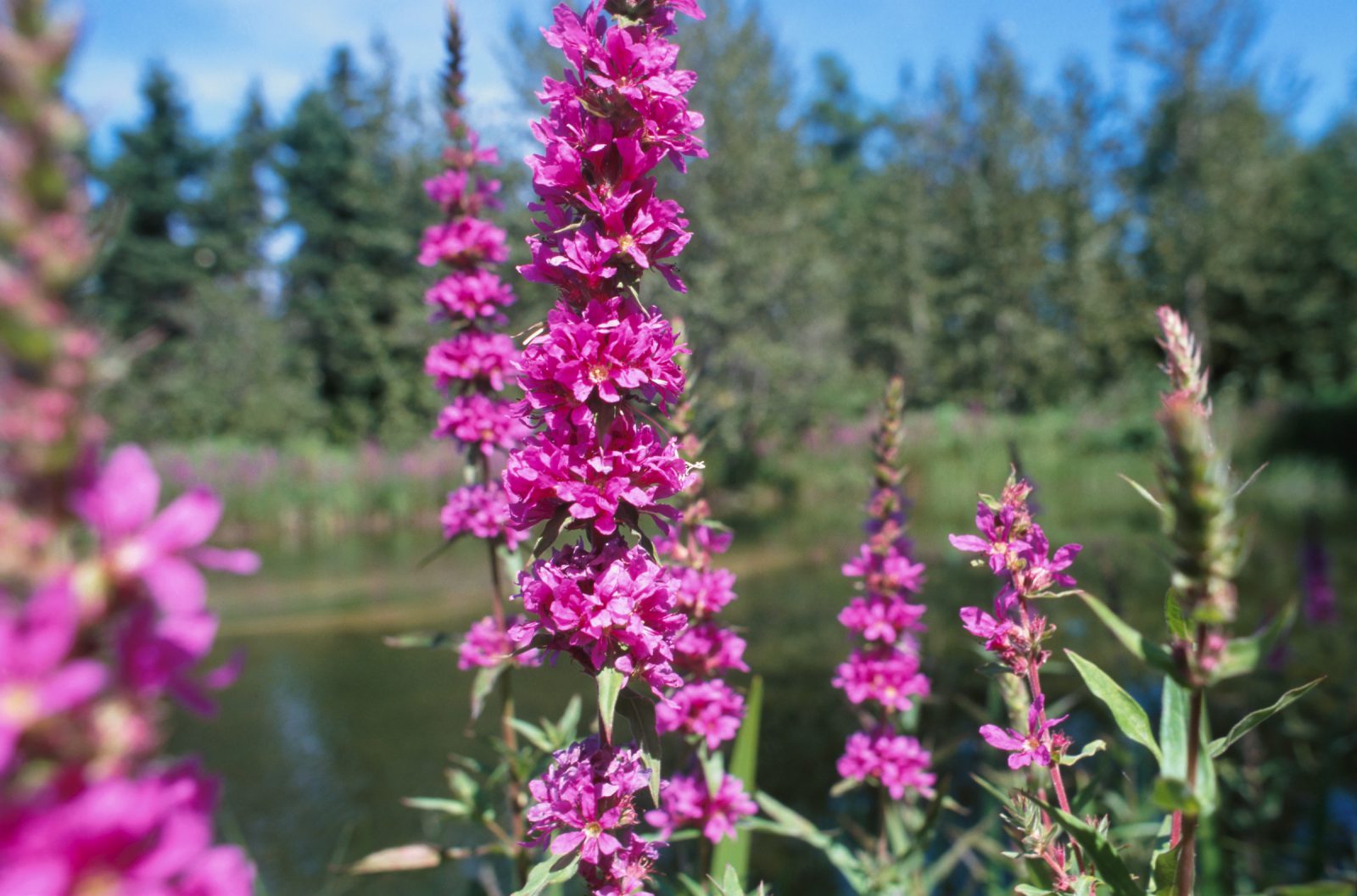 purple loosestrife