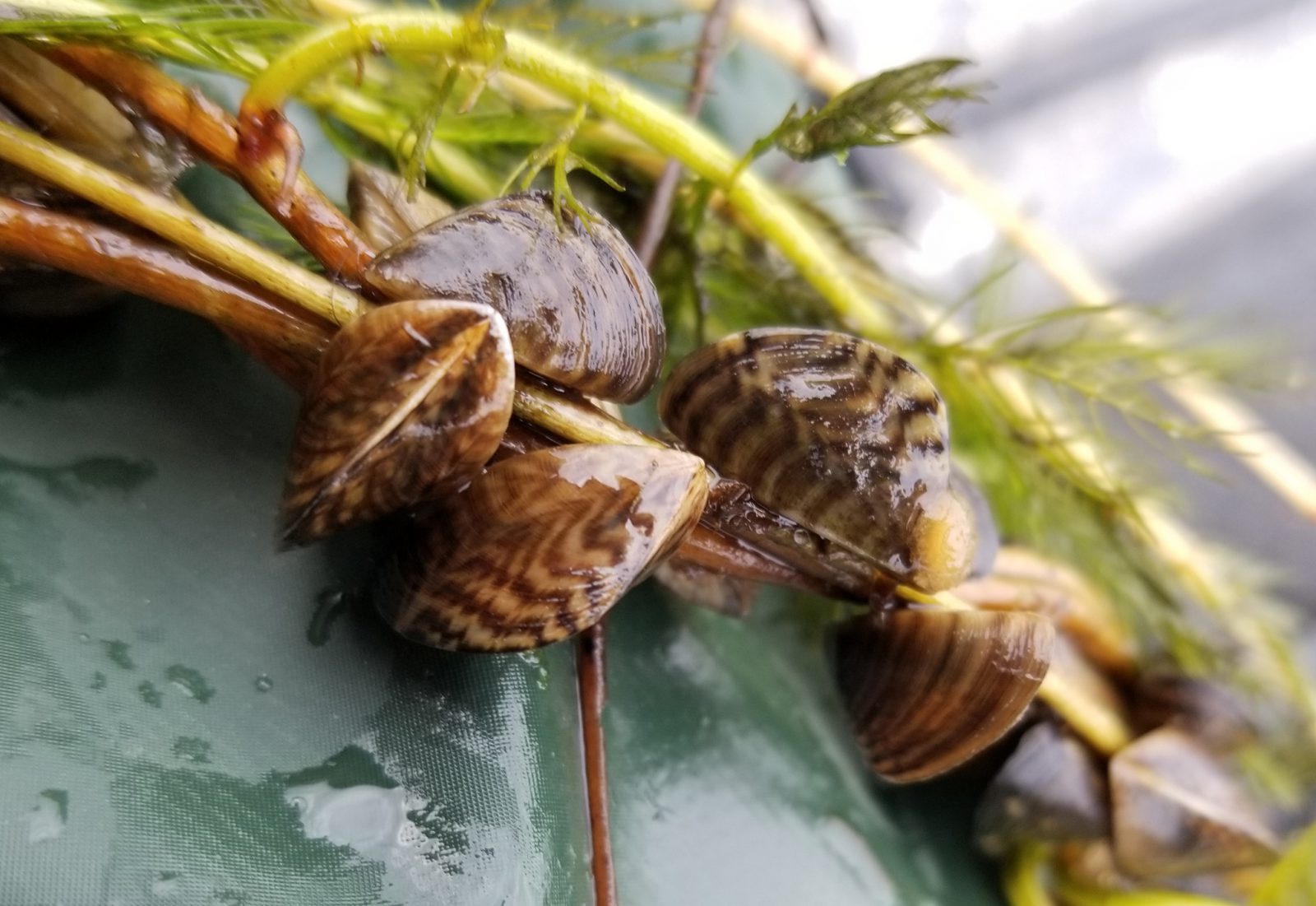 aquatic-invaders-zebra-mussels