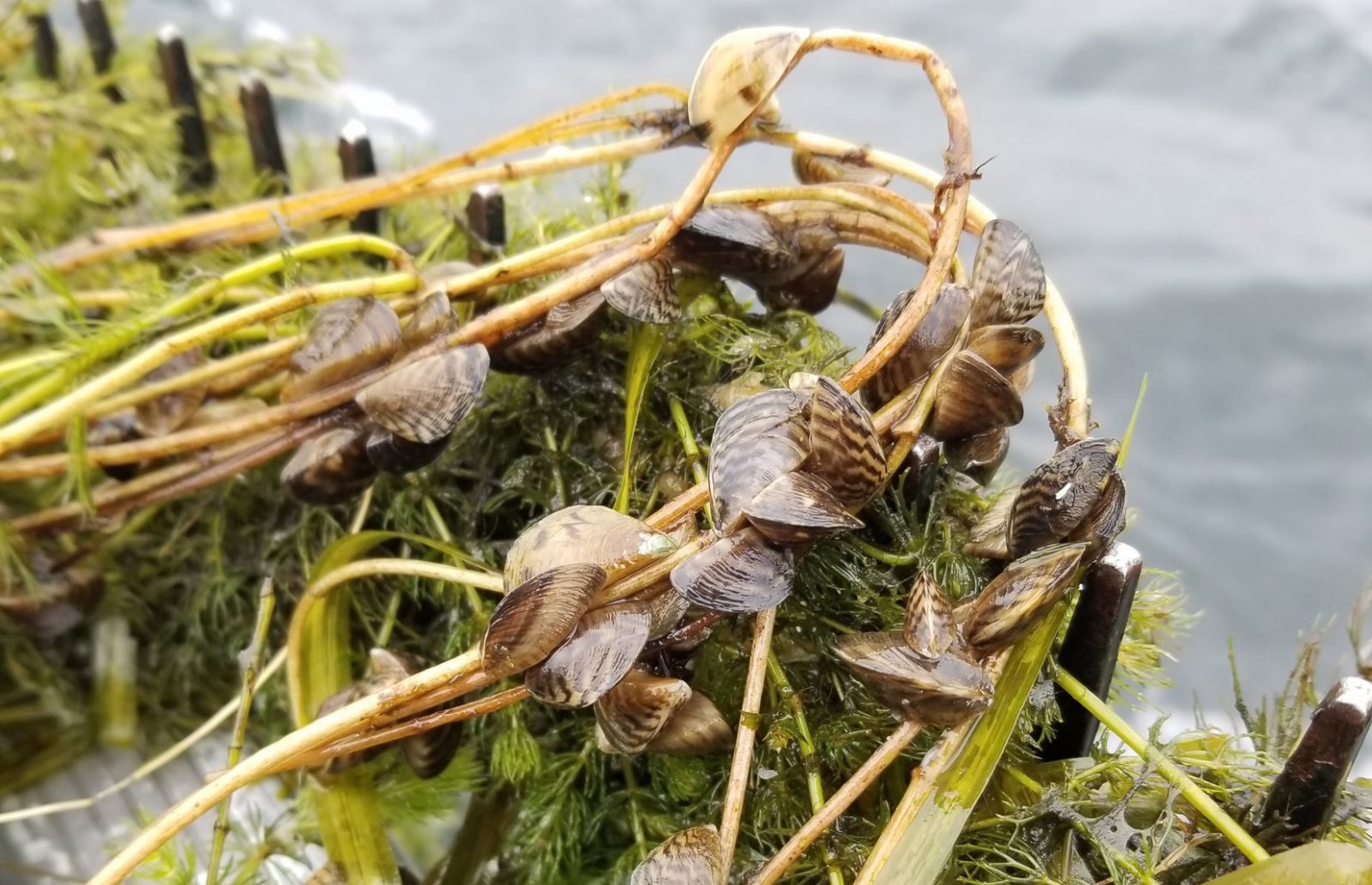 invasive-aquatic-zebra-mussels