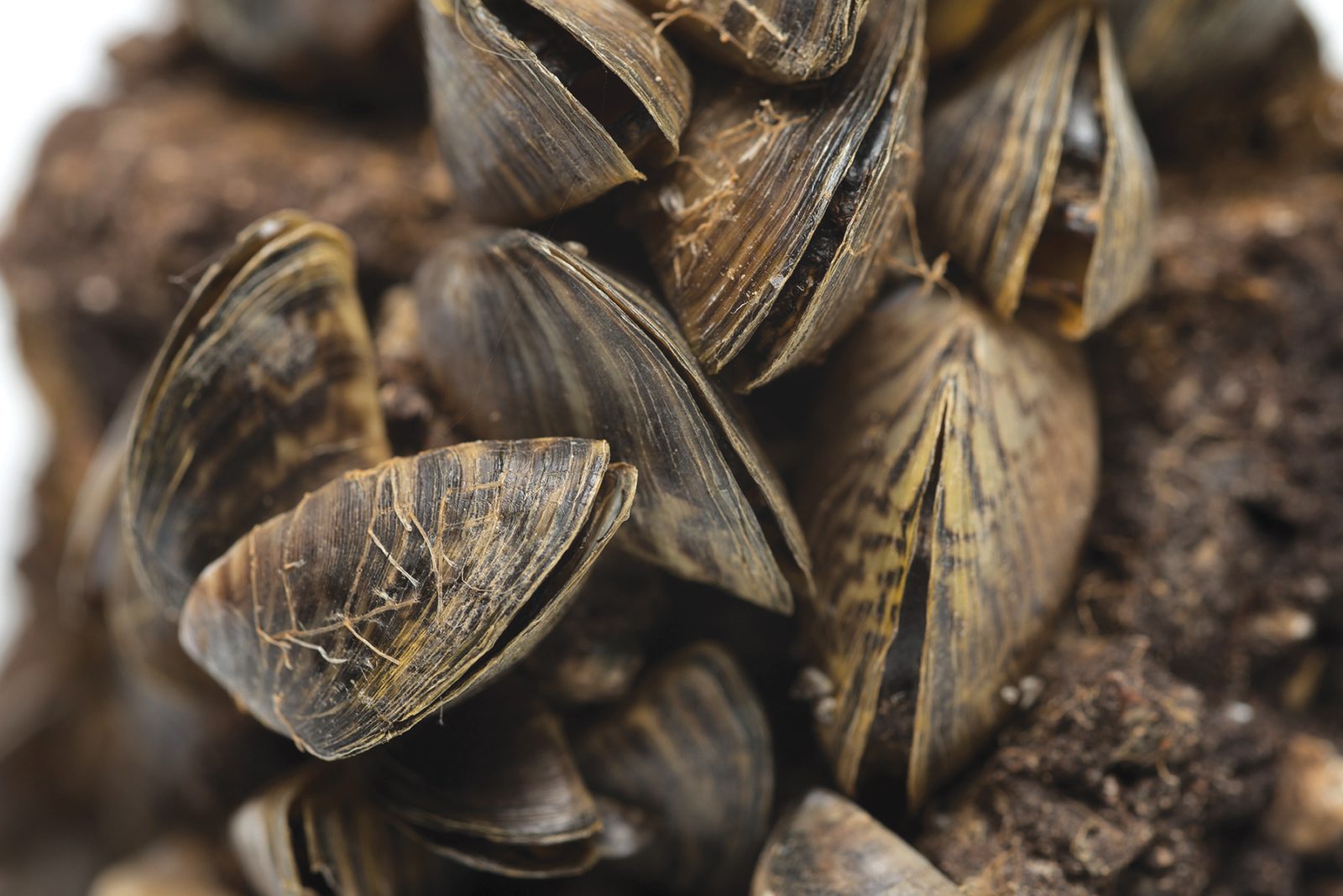 Zebra Mussel