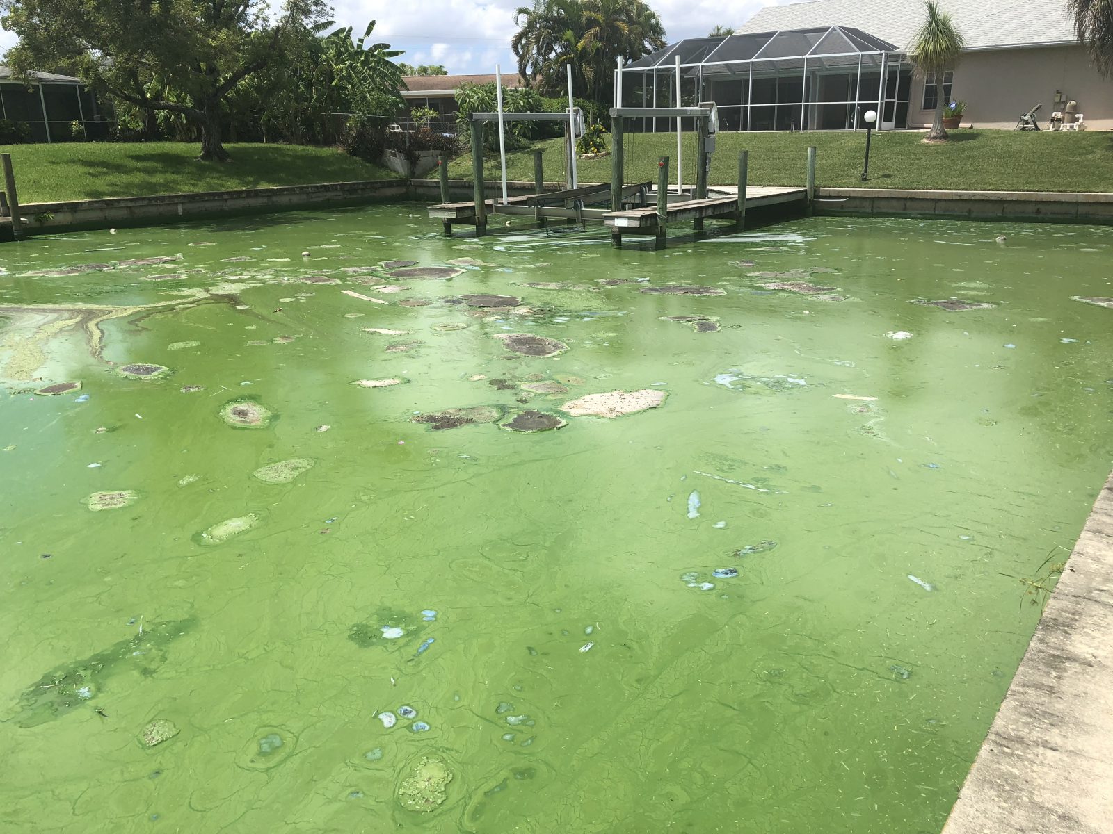 blue green algae toxic
