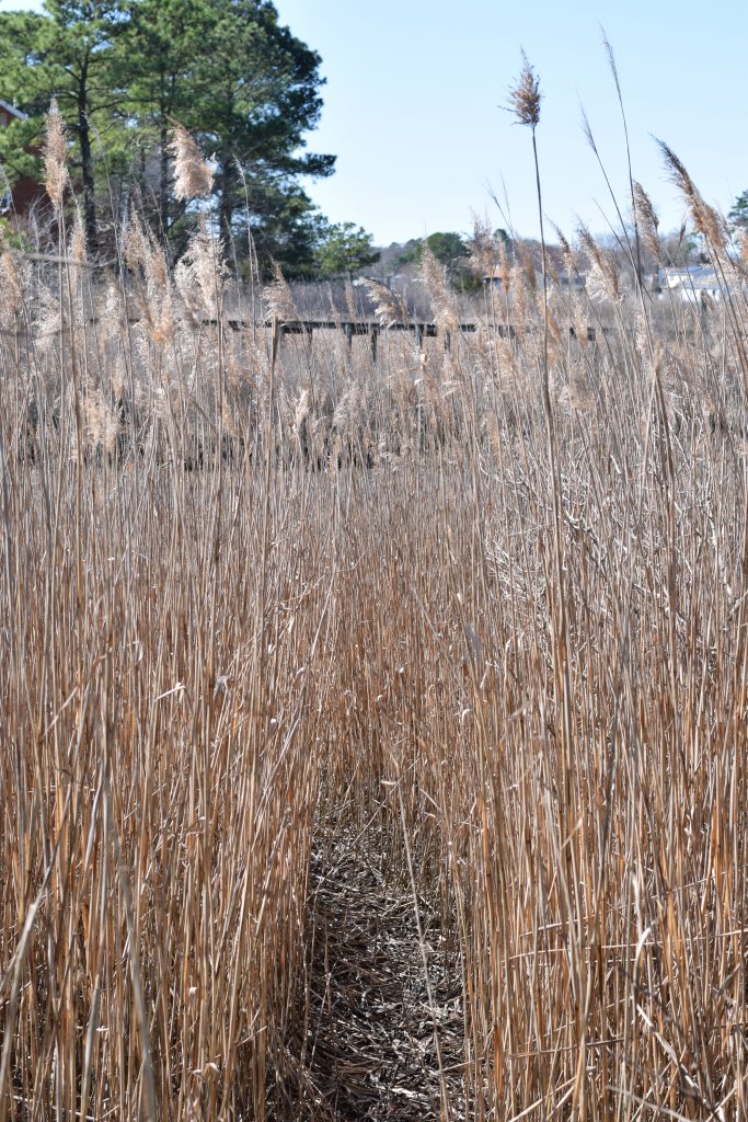 phragmites invasive species - hurricane preparedness