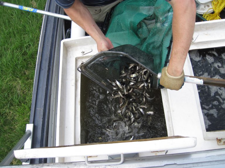 6 Tips to Prevent Summer Fish Kills & Improving Pond Water Quality