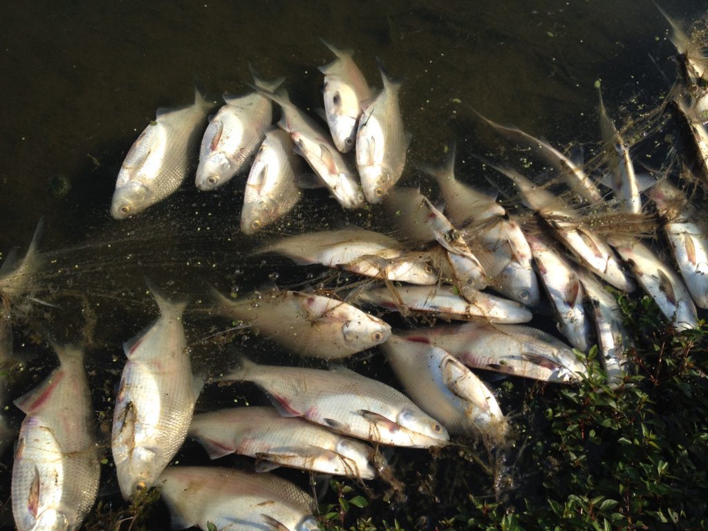 Be Observant for fish kills and poor water quality - fisheries management
