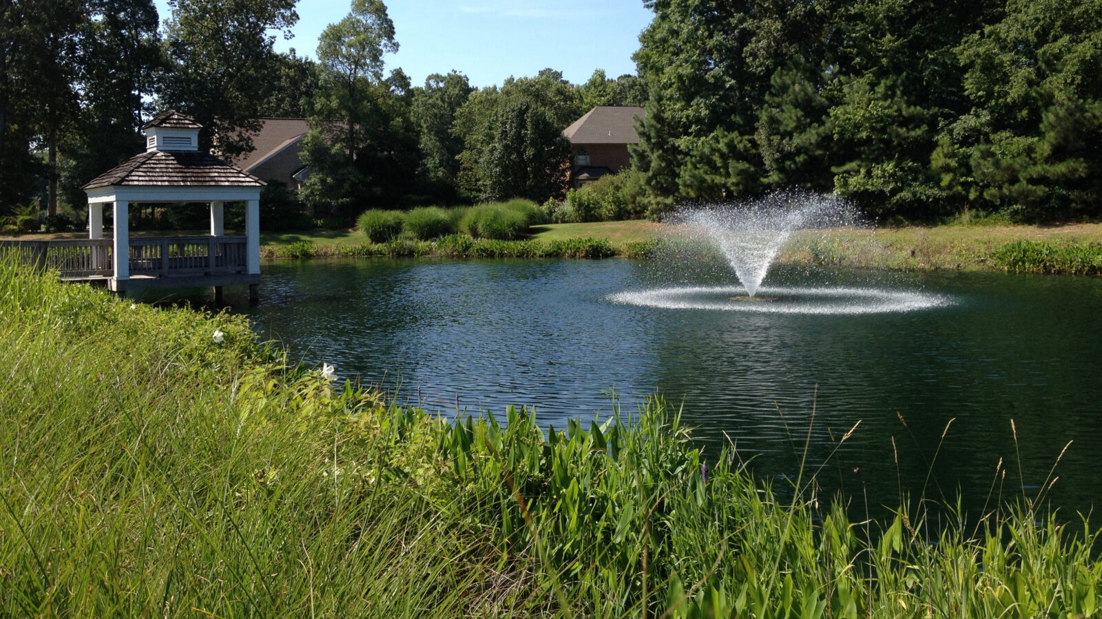 shoreline vegetation planted around the edge of a pond