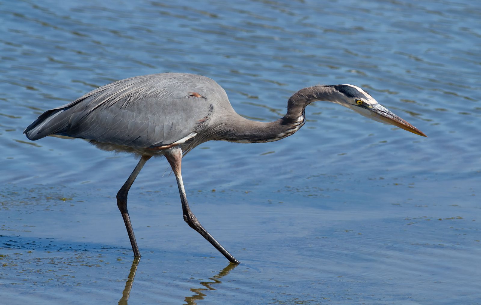 Great Blue Heron