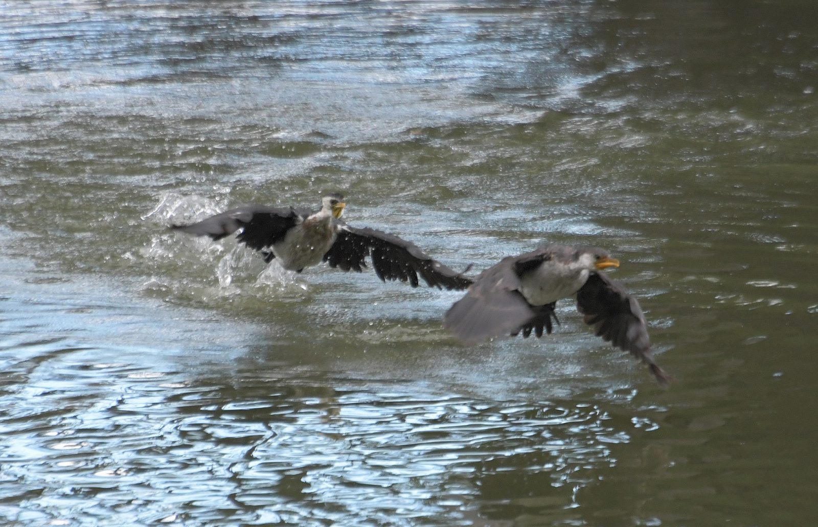 Cormorant