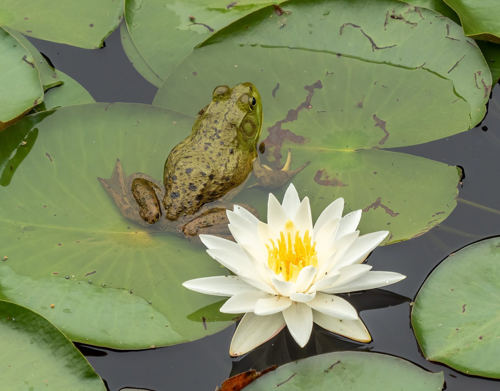 invasive pond species frogs and toads