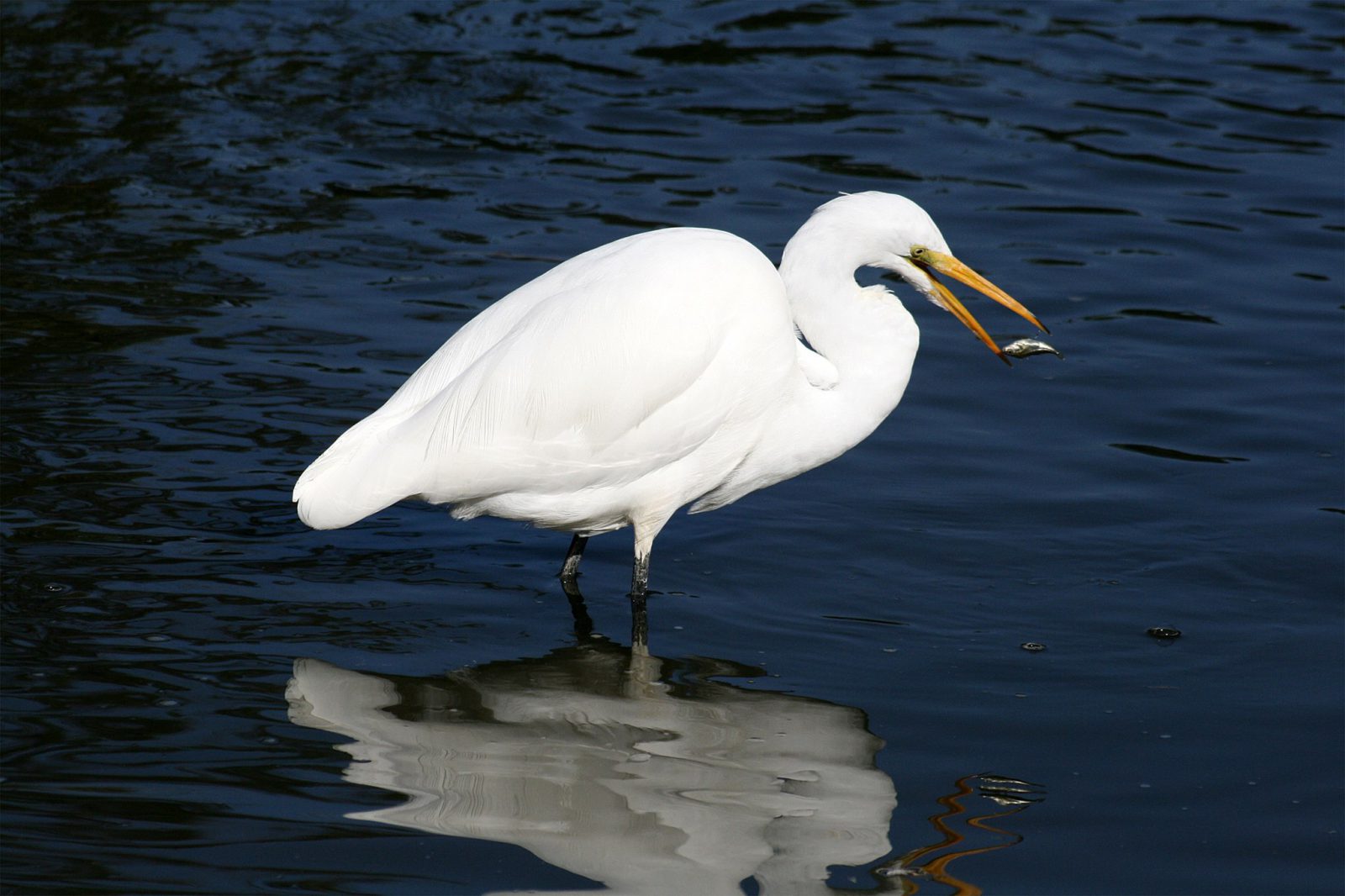 Great Egret