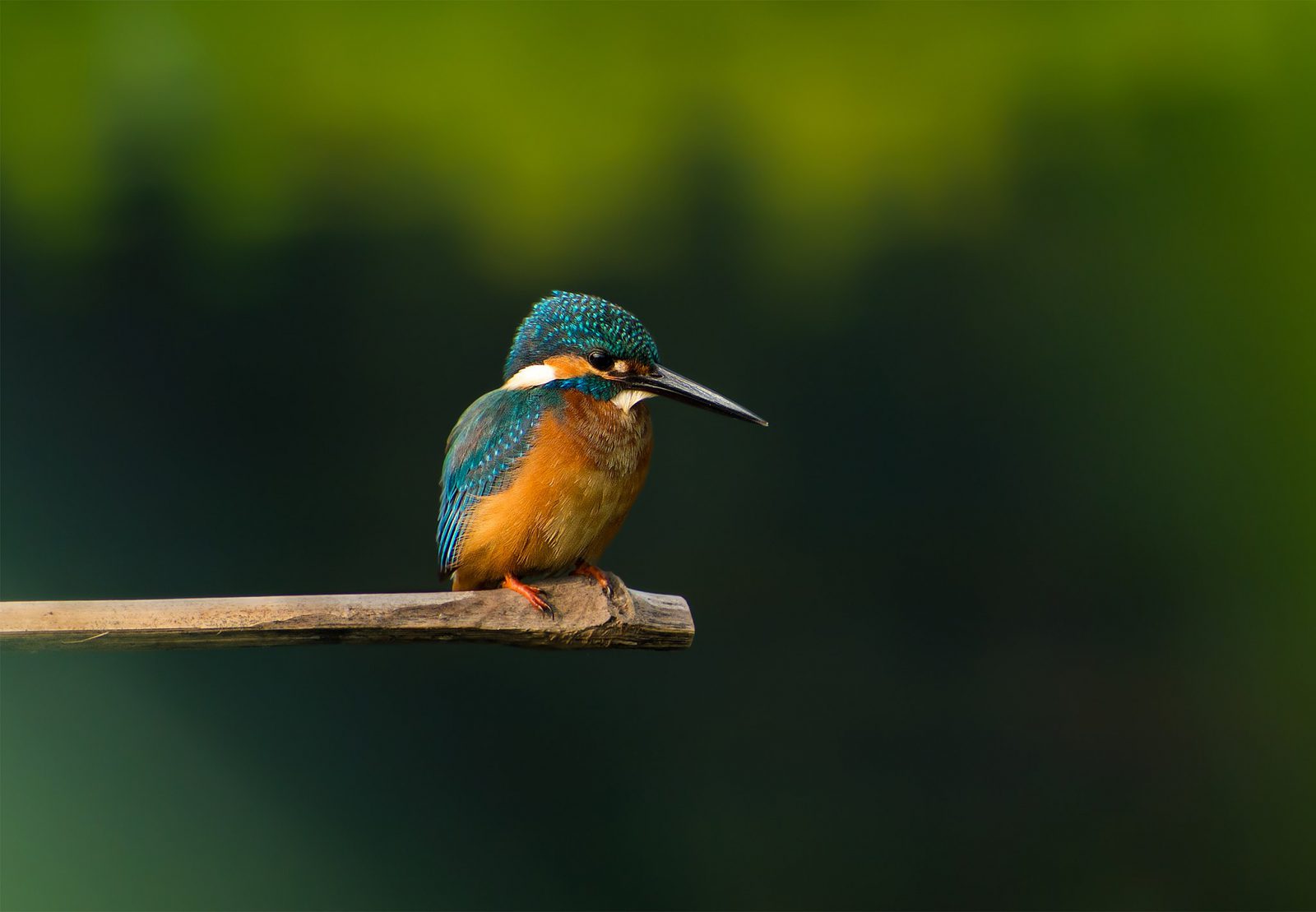 King Fisher