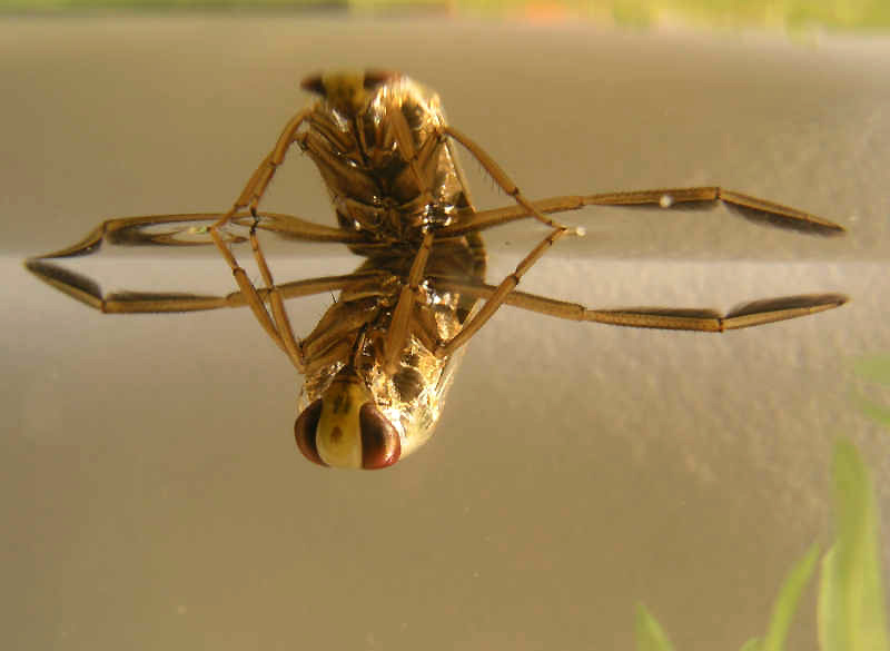 invasive pond species waterbugs water bugs