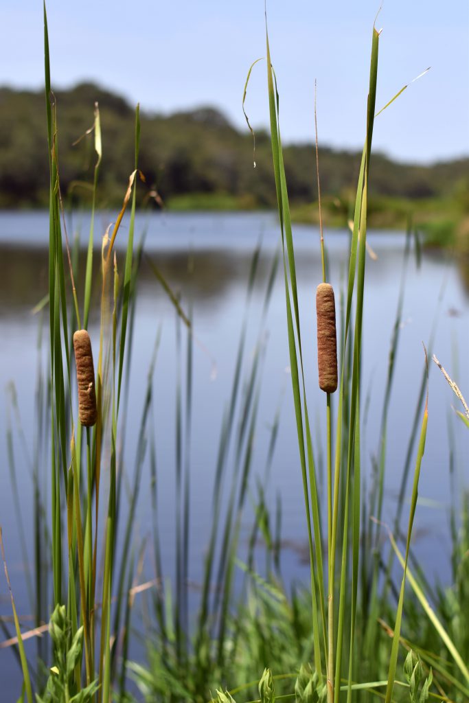 Cattails