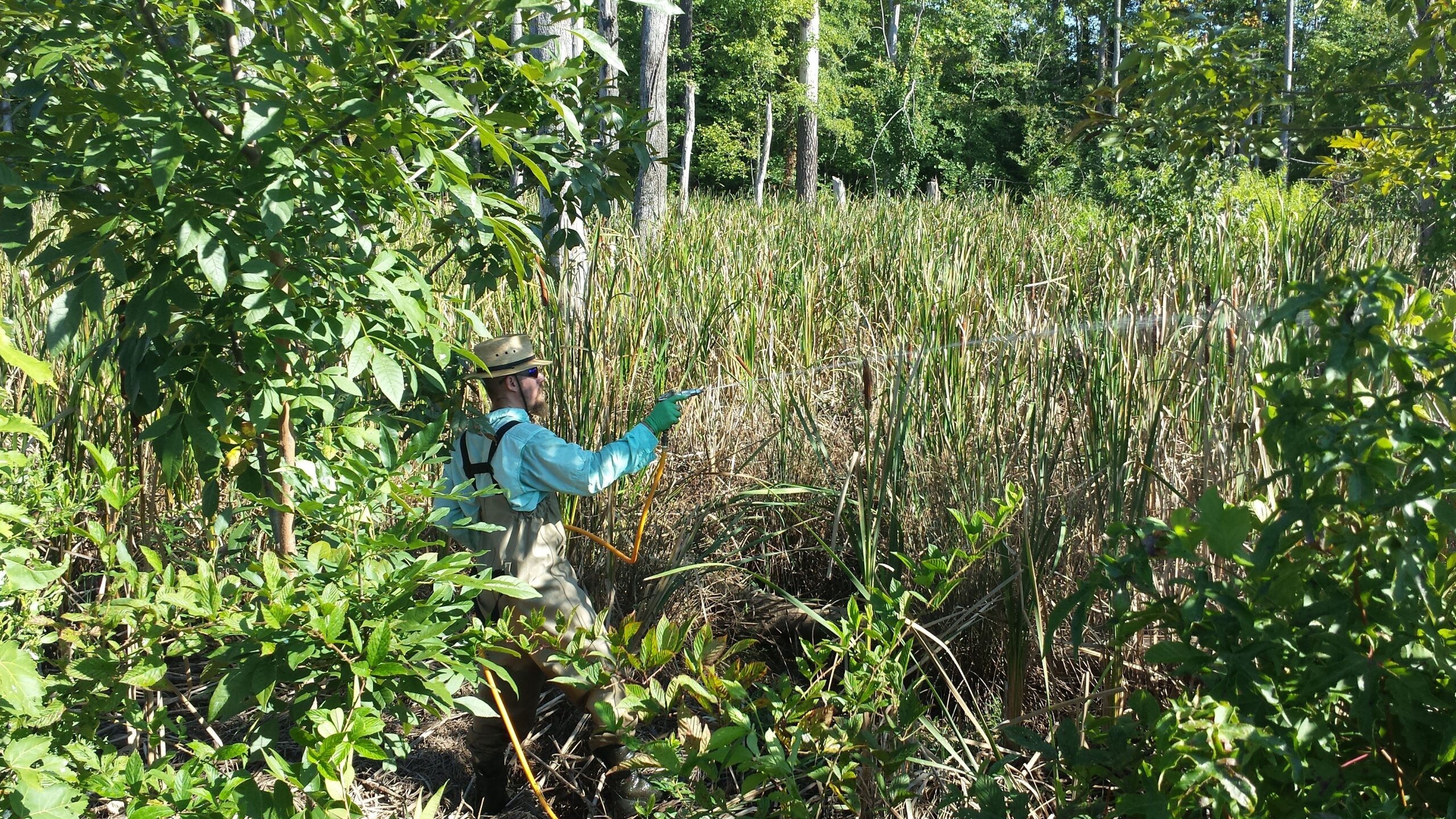 Man standing in thick vegetation applying herbicides to cattails to control growth