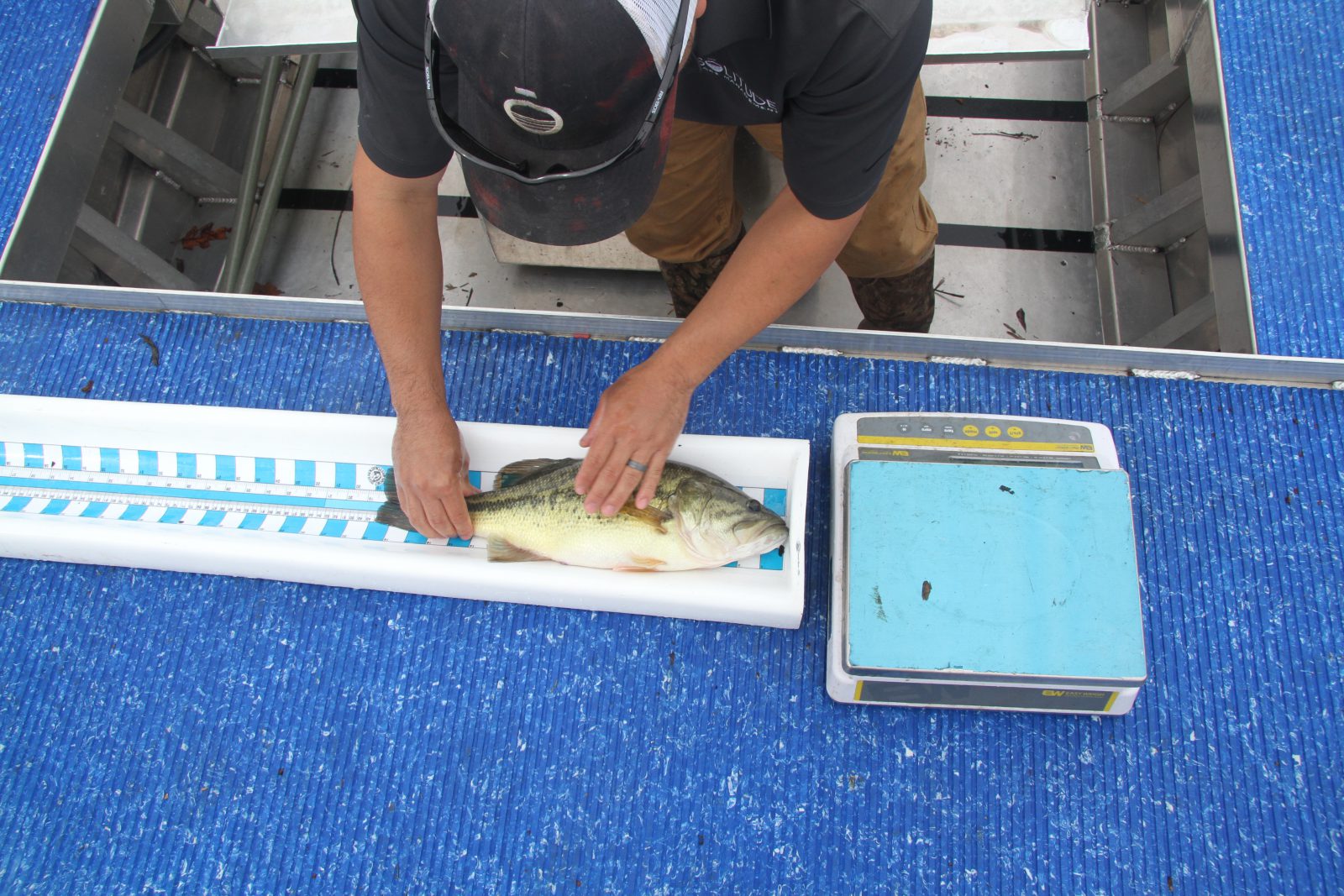 fish data - trophy fishery - electrofishing - measuring fish