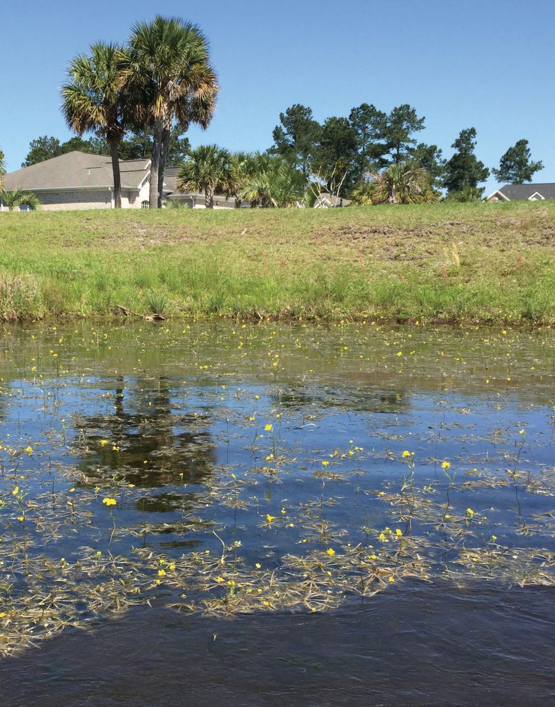 bladderwort, nuisance pond weed