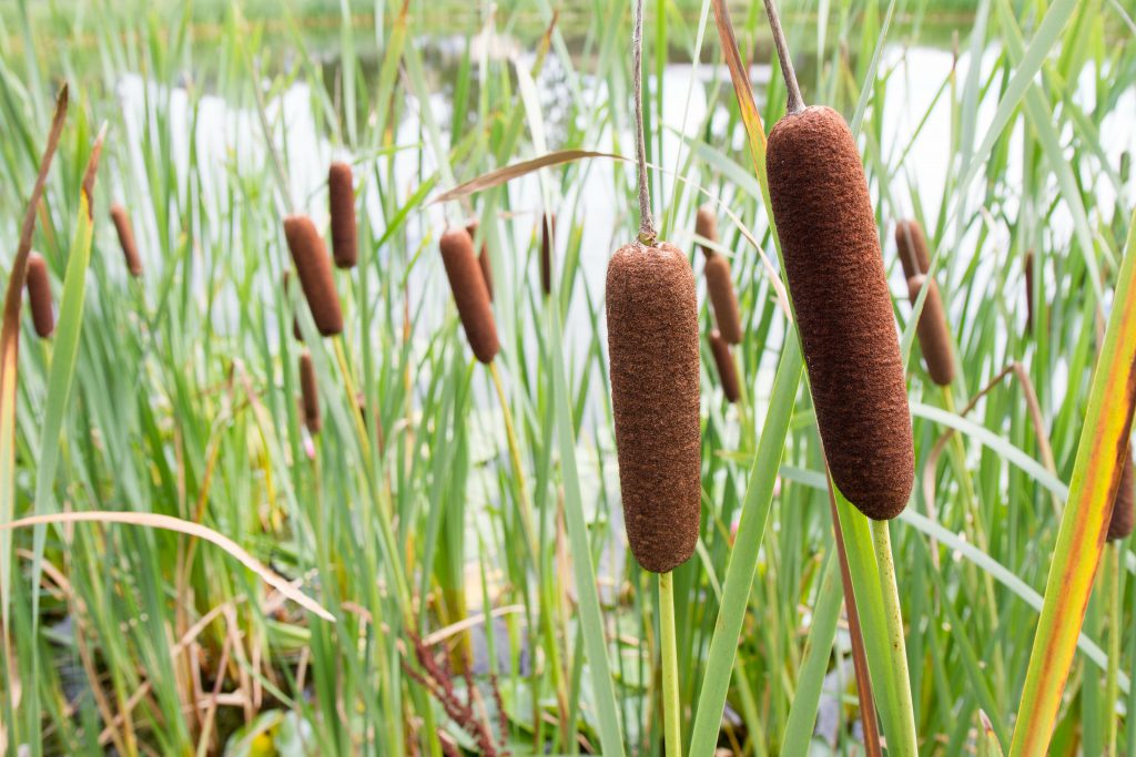 Typha (bulrush or cattail) spikes
