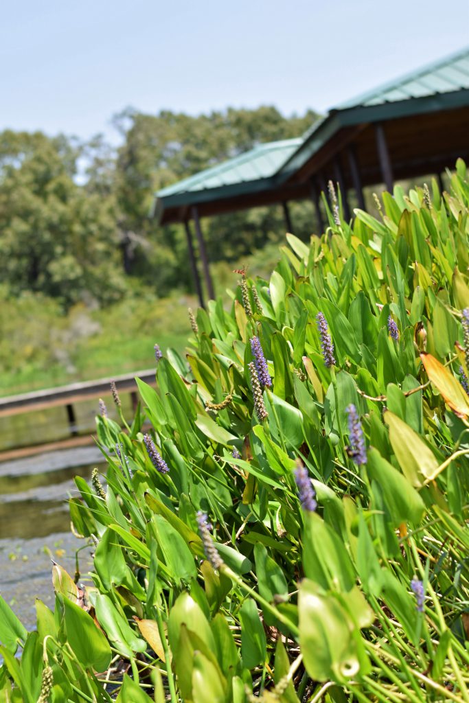 pickerelweed