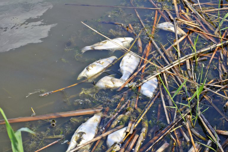 Toxic Golden Algae Disrupts Respiration Leading To Fish Kills