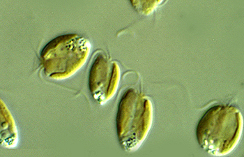 golden algae Prymnesium parvum