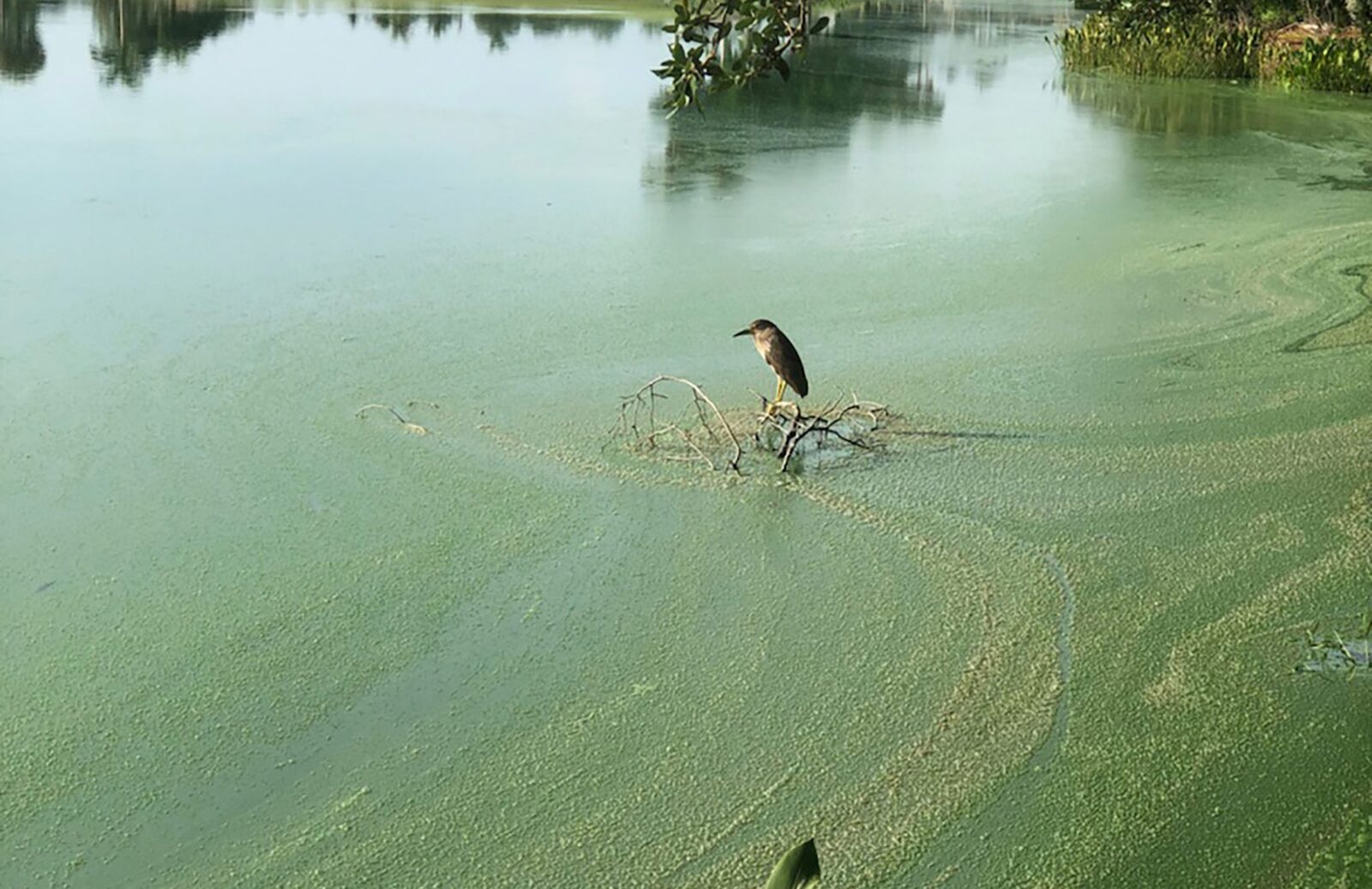 nanobubbles before lake filled with algae