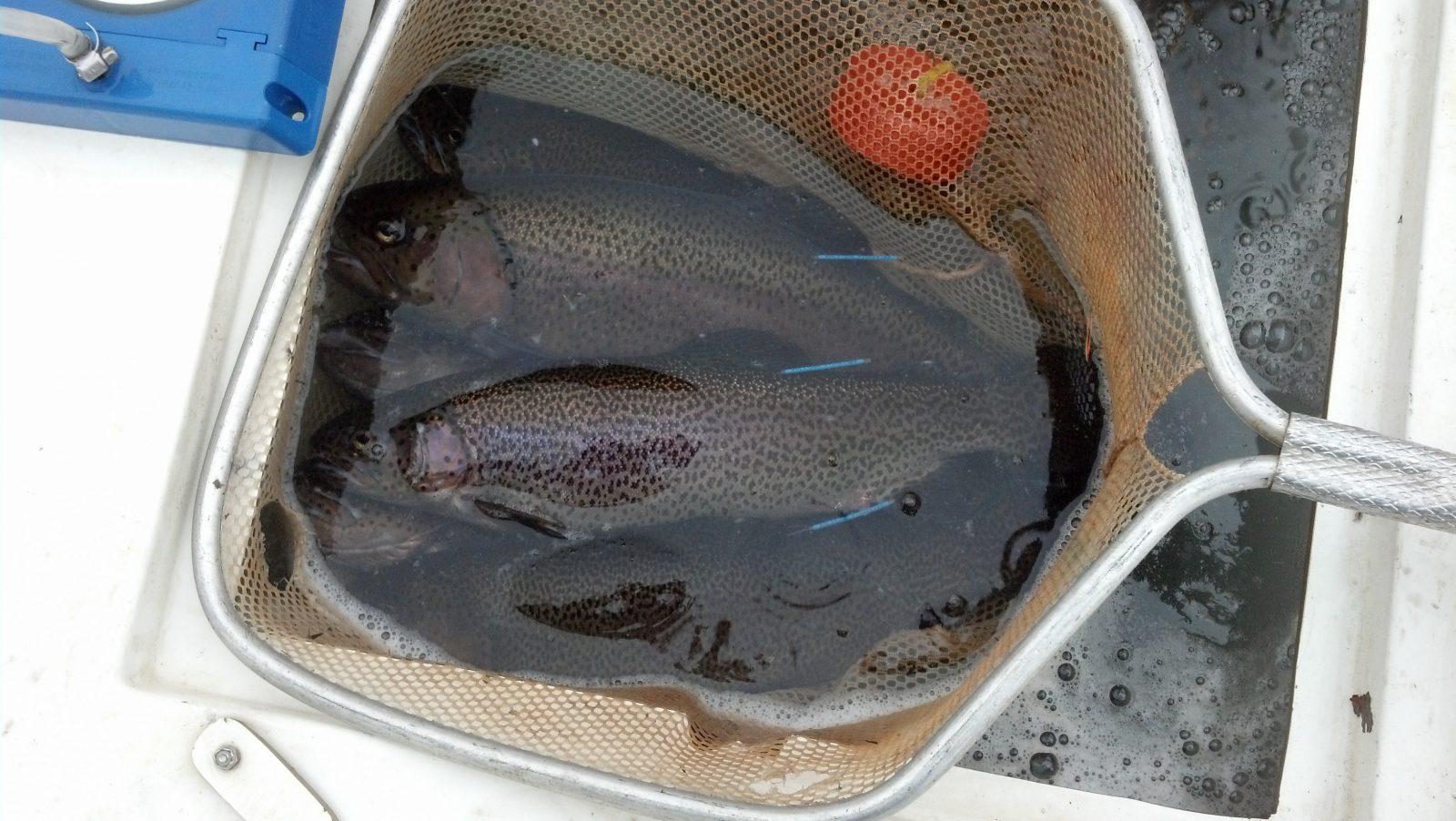 Stock Fish Ponds With Rainbow Trout Now for Winter Fun & Forage