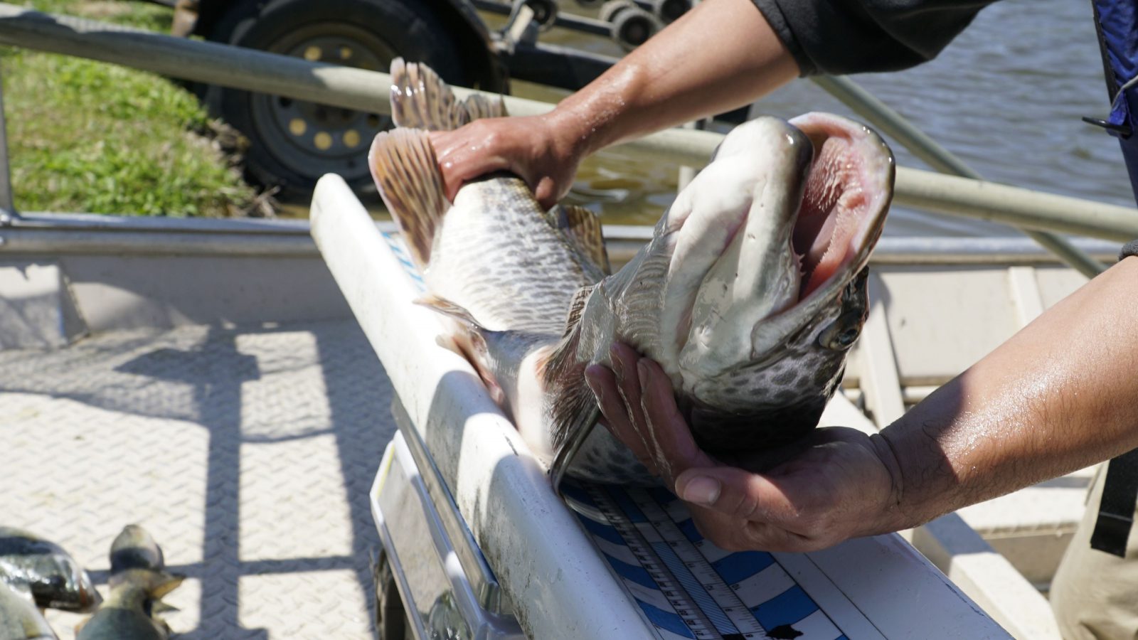 Paragraph 1- _Developing and maintaining a healthy fishery - fish data collection - measuring a fish - fish size growth - caring for pond fish - fish population management - fish health management