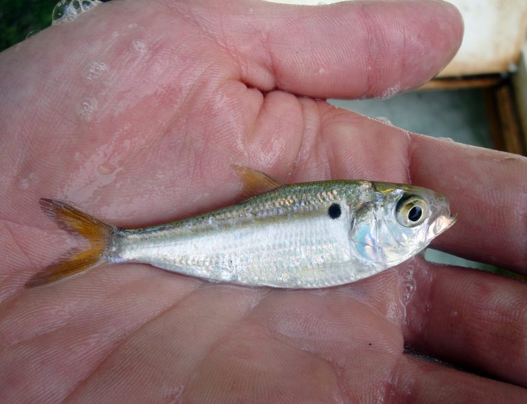 Should I Stock My Pond with Threadfin Shad?