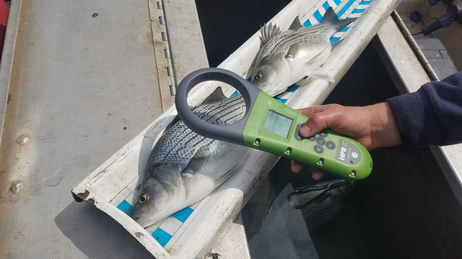 assessing fishery - fishery professionals - electrofishing - on the job - measuring fish - fish data collection - fish species and fish stocking - fisheries maintenance - fisheries services