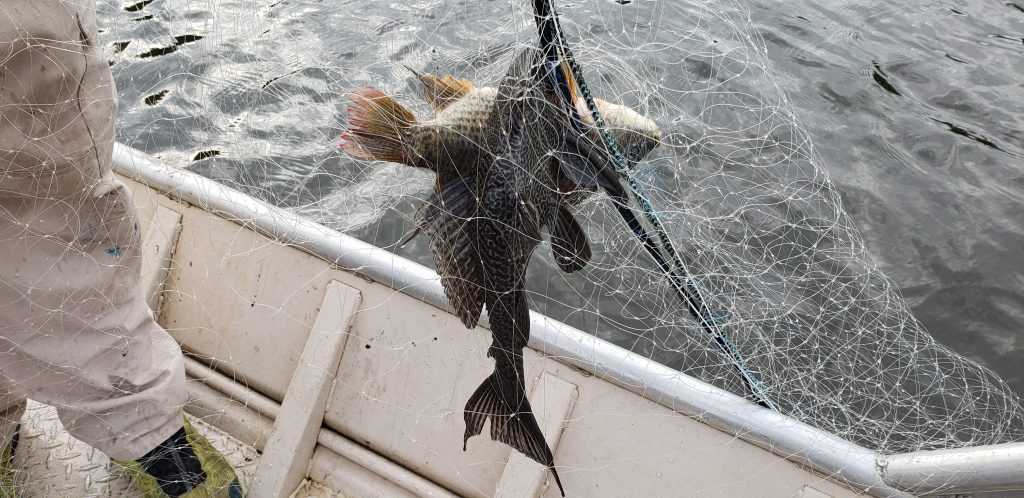 gillnet fish kill - fisheries management - gillnet is not a great fisheries management solution
