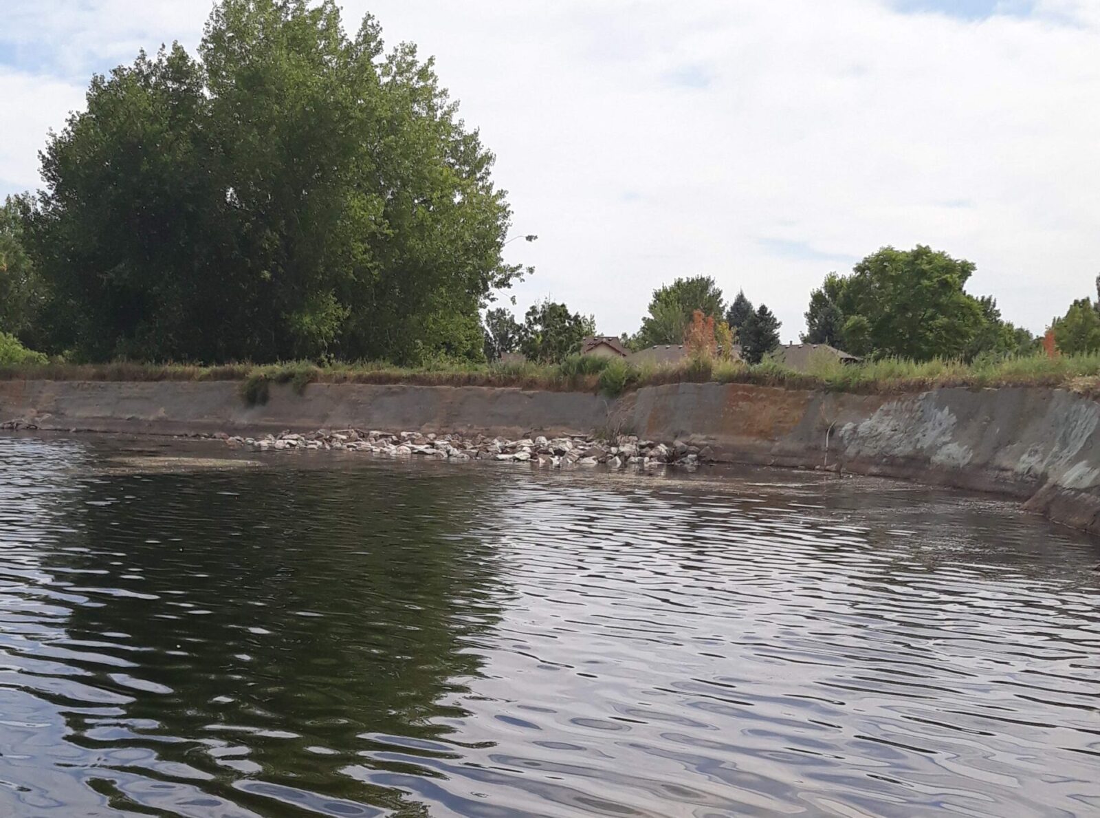 After1 invasive aquatic weed milfoil