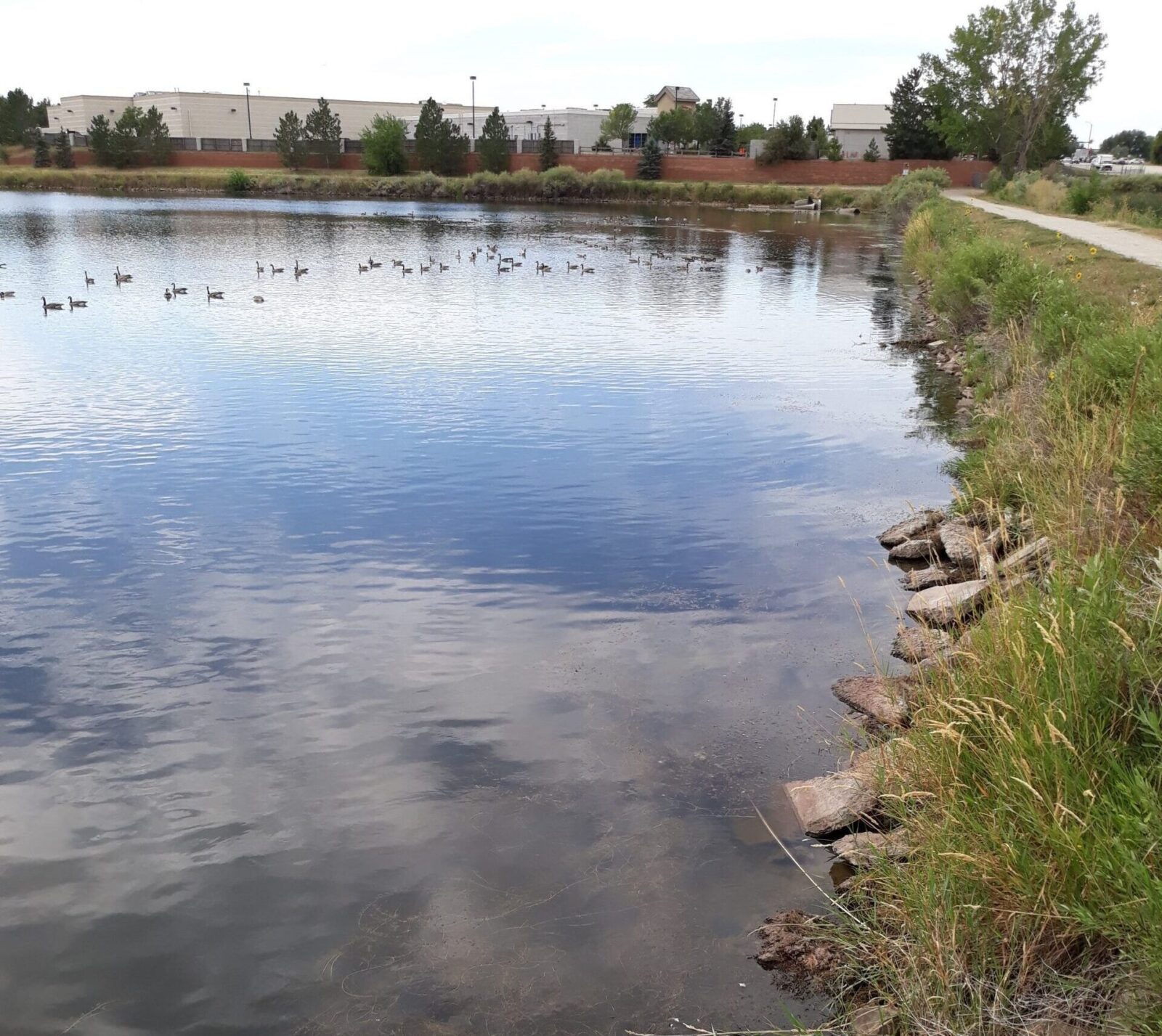 After2 invasive aquatic weed milfoil