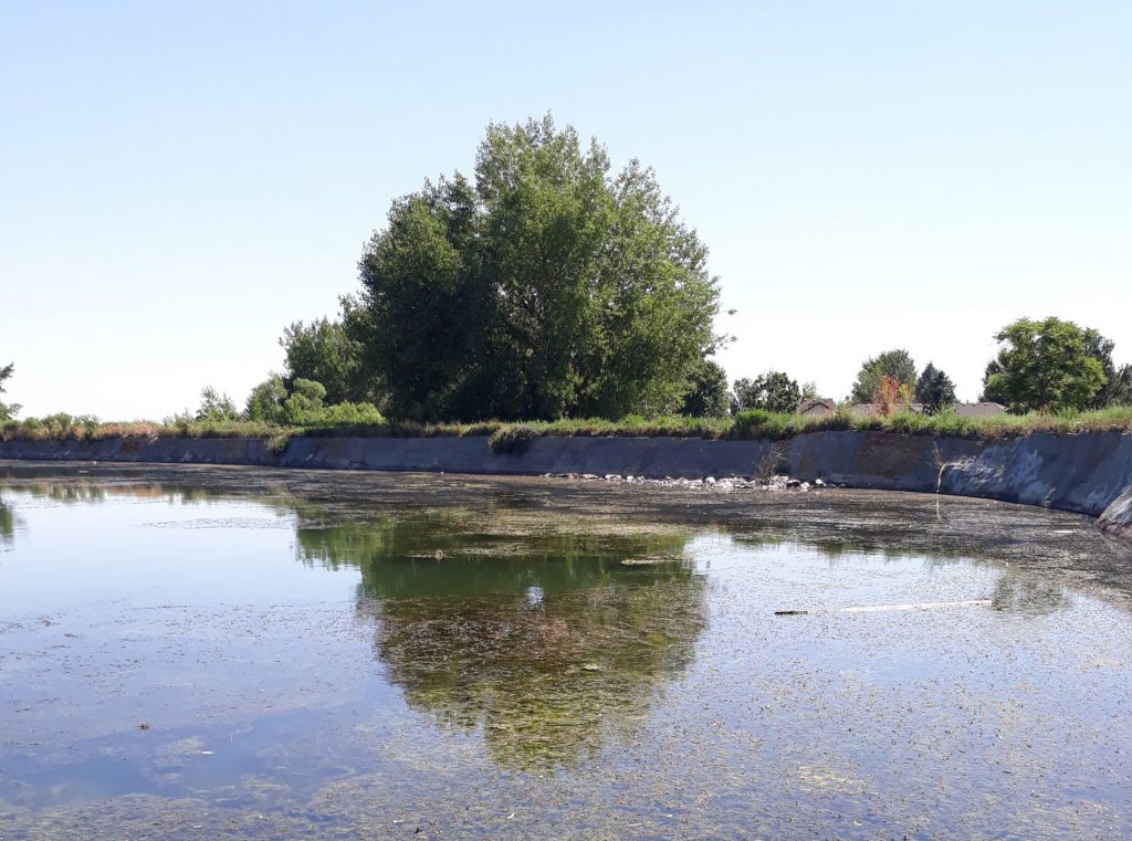 Before1 invasive aquatic weed milfoil