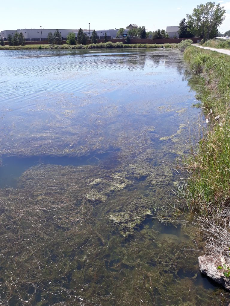 Before2 invasive aquatic weed milfoil