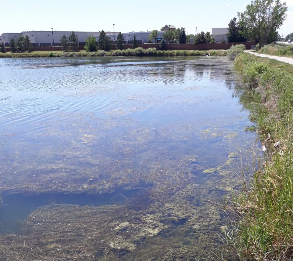 Before2 invasive aquatic weed milfoil