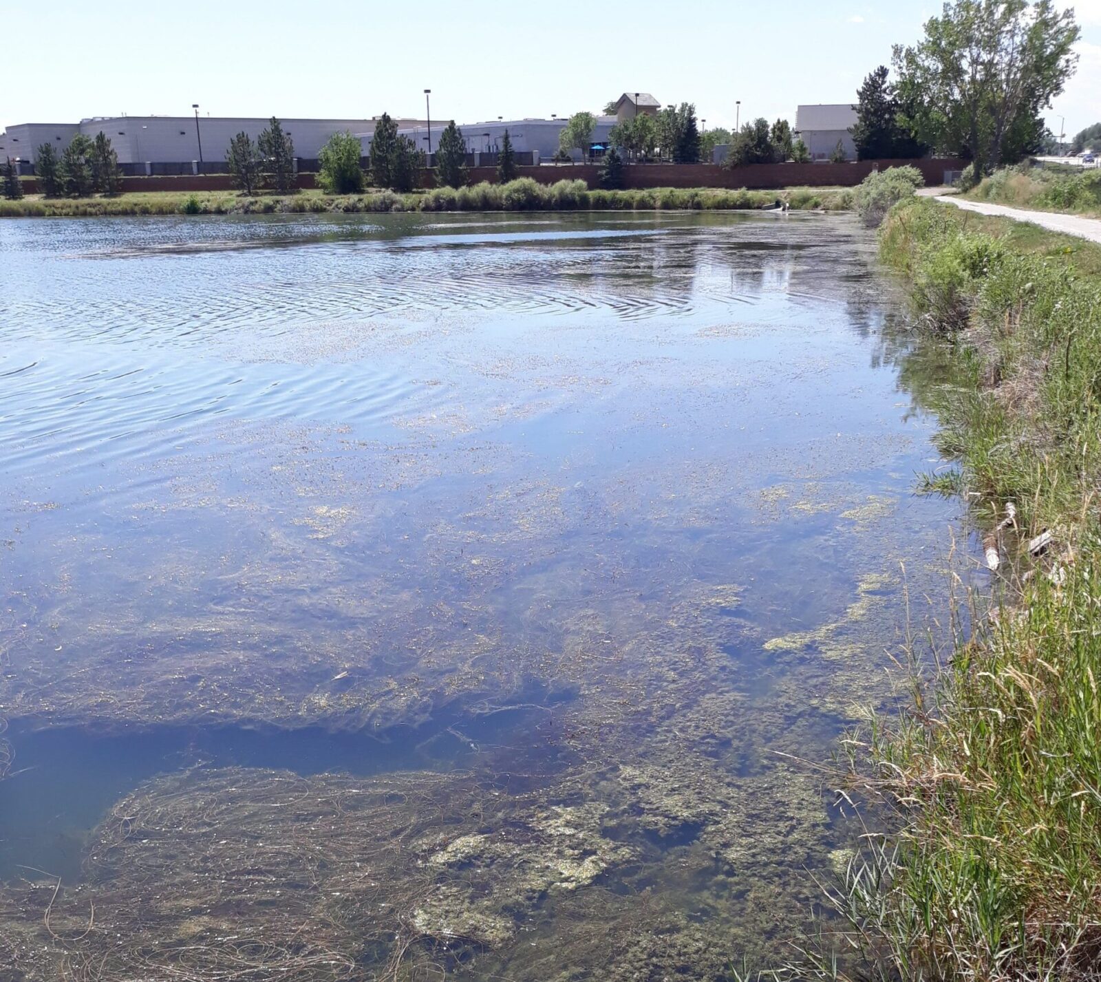 Before2 invasive aquatic weed milfoil