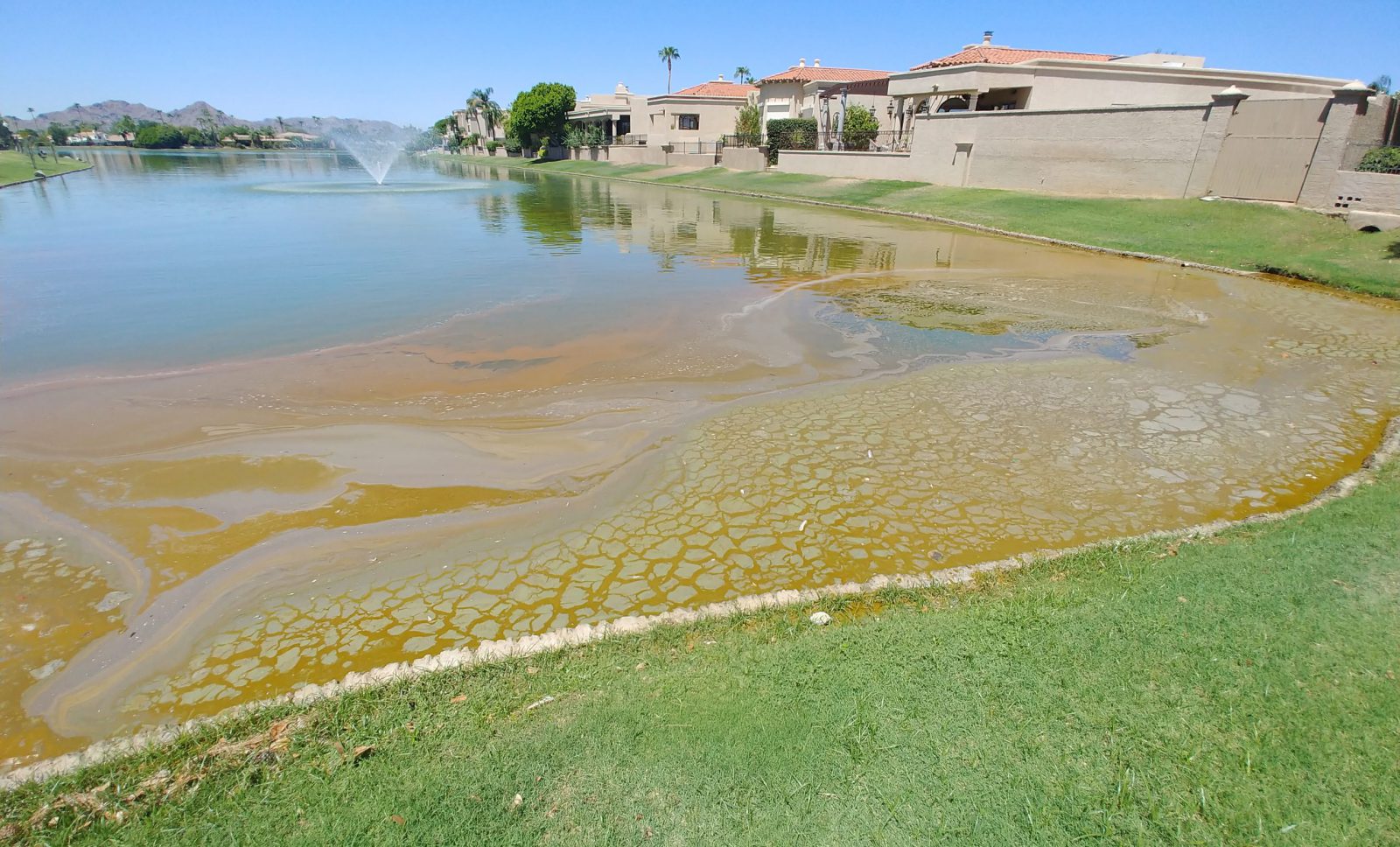 rare algae management before