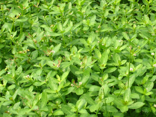 Alligator Weed invasive species control