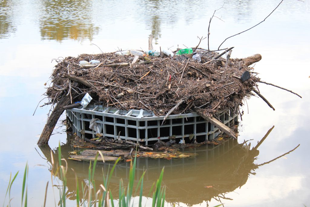 Sycamore_Clogged with Trash_Outflow (1)