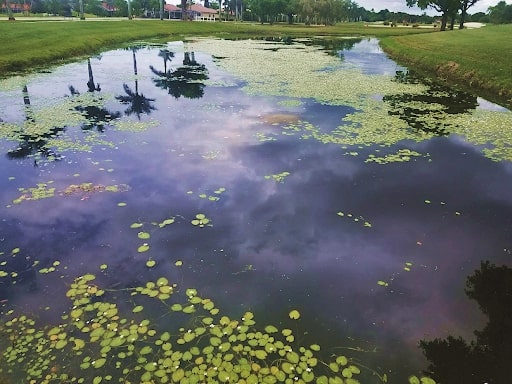 procellacor nutrient remediation algae and aquatic weed before 3