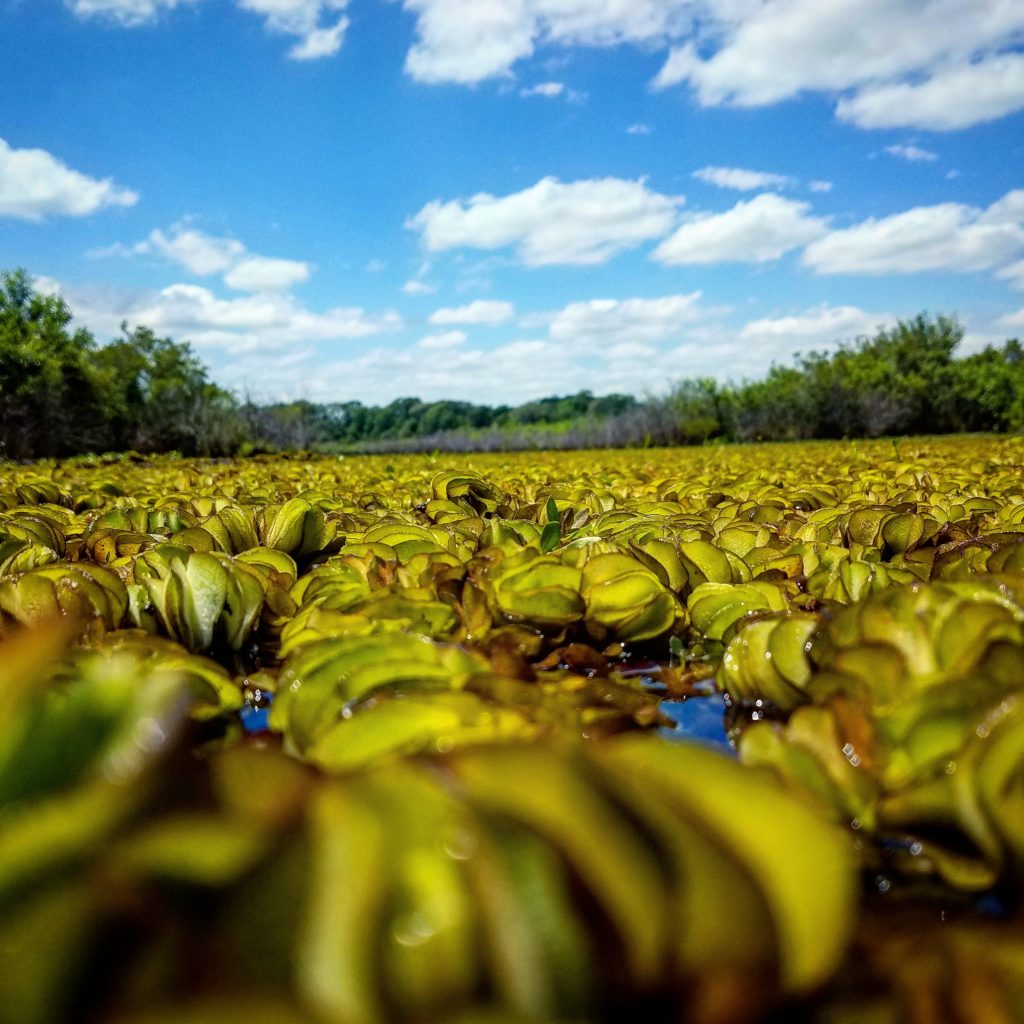 Giant Salvinia_Lake Striker_Recklaw, TX_CoryS