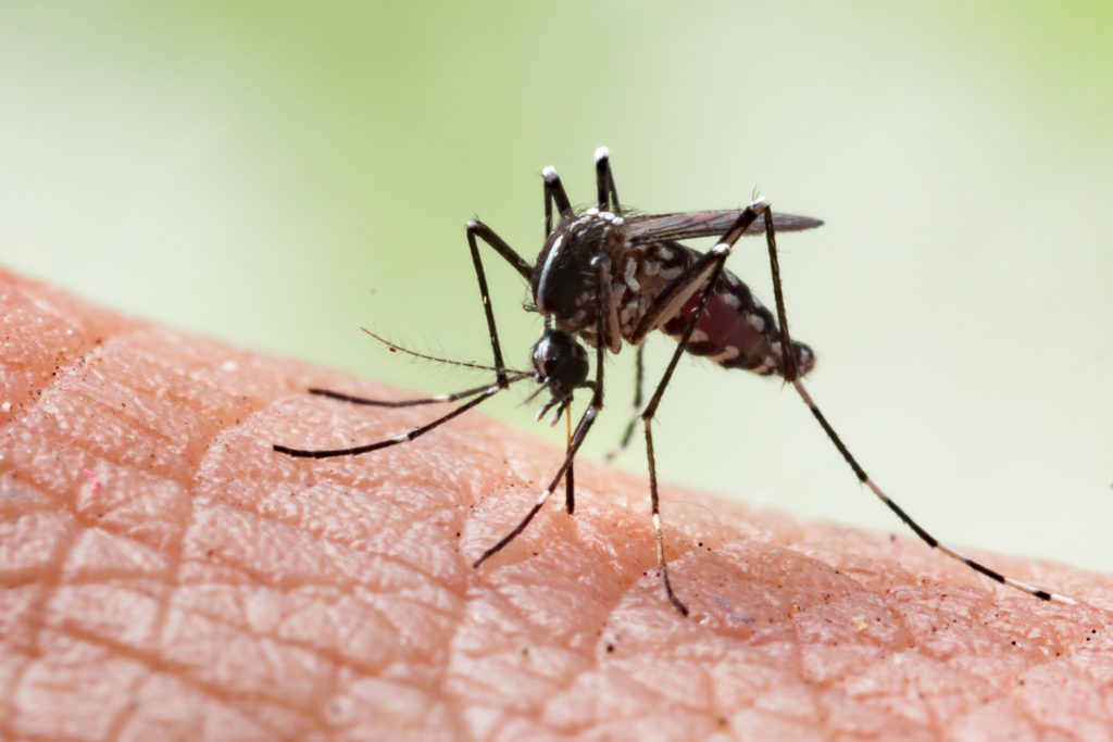 Aedes aegypti Mosquito. Close up a Mosquito sucking human blood,Mosquito Vector-borne diseases,Chikungunya.Dengue fever.Rift Valley fever.Yellow fever.Zika.Mosquito on skin