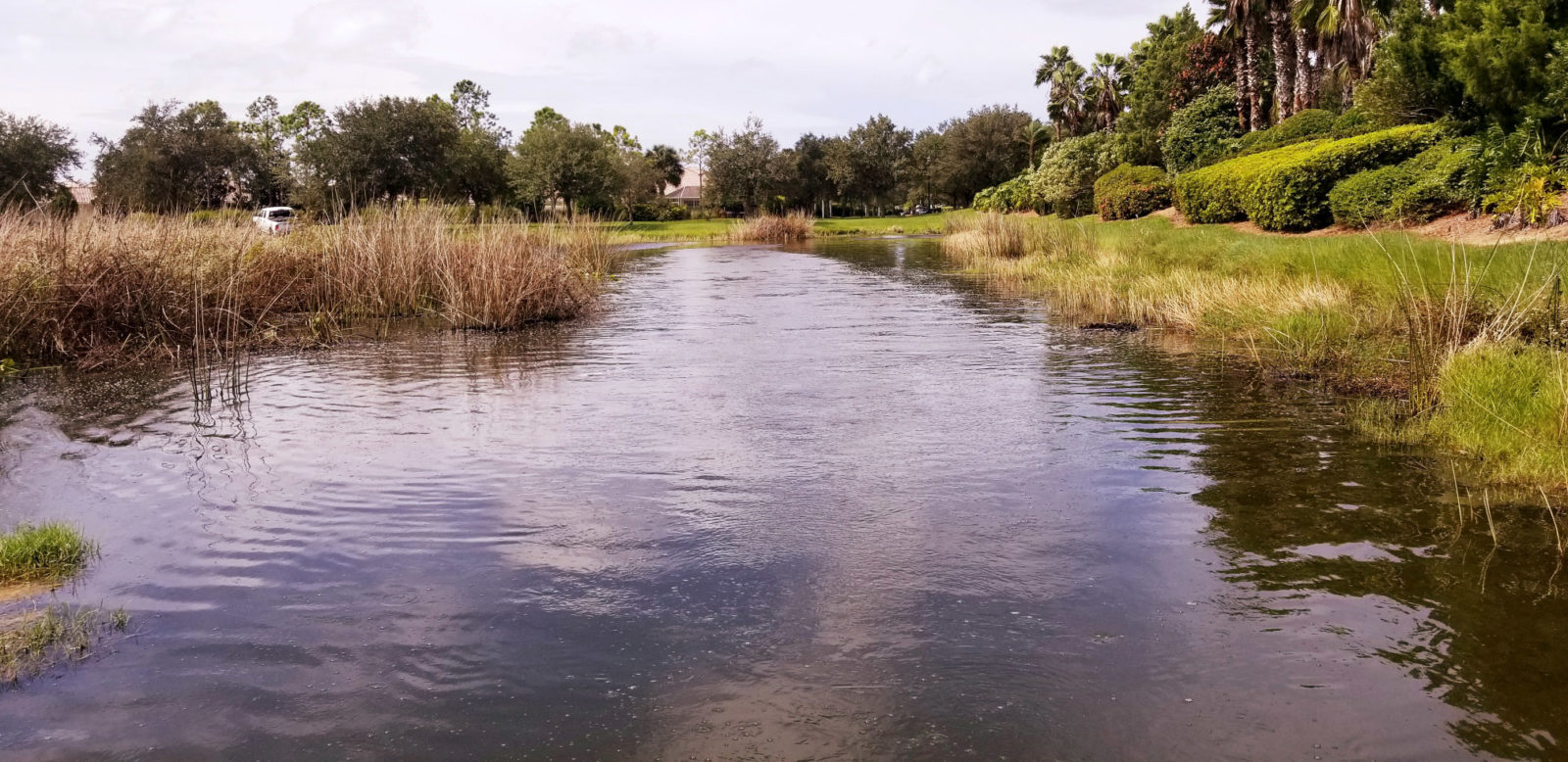 After, Aquatic Weed Treatment